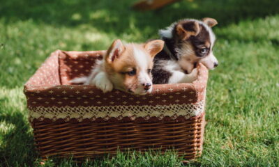 Quando falamos sobre grupos de animais, cada espécie tem seu próprio nome coletivo, conferindo riqueza e precisão à língua portuguesa