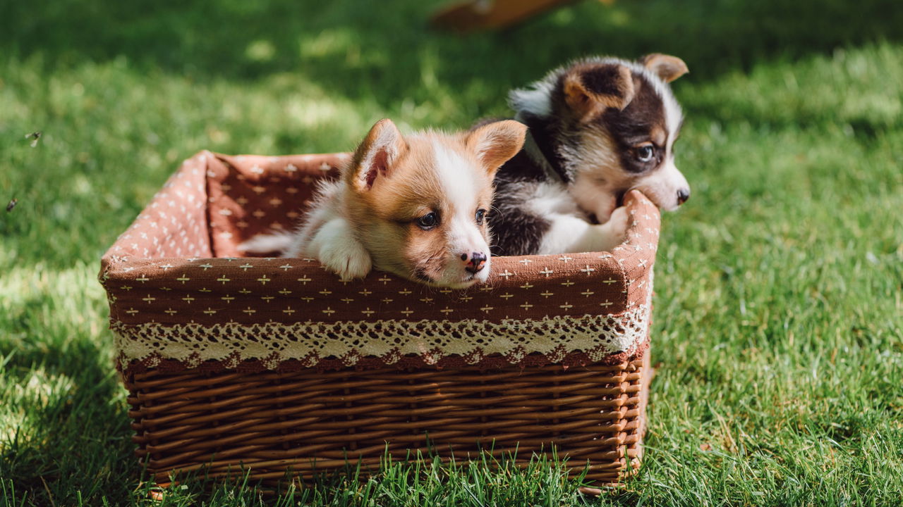 Quando falamos sobre grupos de animais, cada espécie tem seu próprio nome coletivo, conferindo riqueza e precisão à língua portuguesa