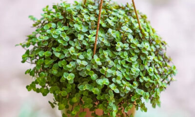 Conheça a planta que representa prosperidade e riqueza