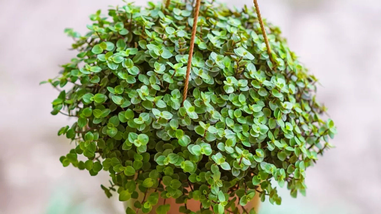 Conheça a planta que representa prosperidade e riqueza