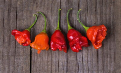 O cultivo de cambuci em casa está cada vez mais popular entre quem aprecia plantas frutíferas e busca um contato maior com a natureza