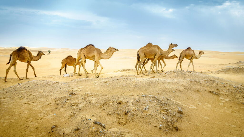 Você sabe qual o coletivo de "camelo"?