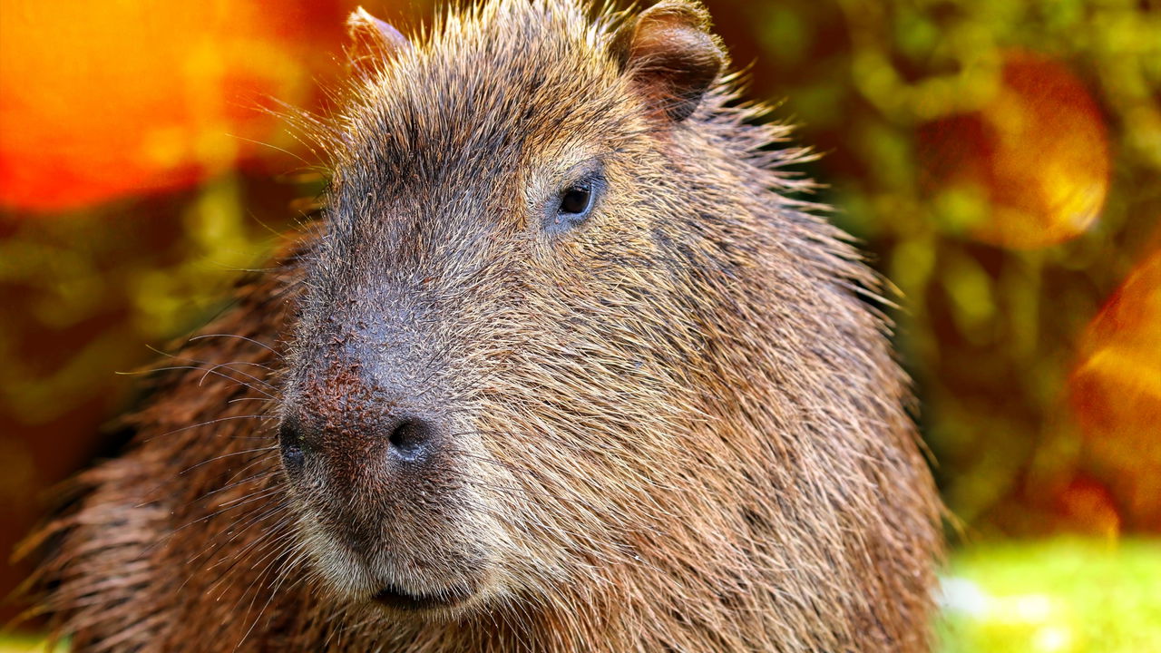 Você sabe qual é o coletivo de capivara?