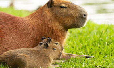 Você sabe qual é o coletivo de "capivara"?