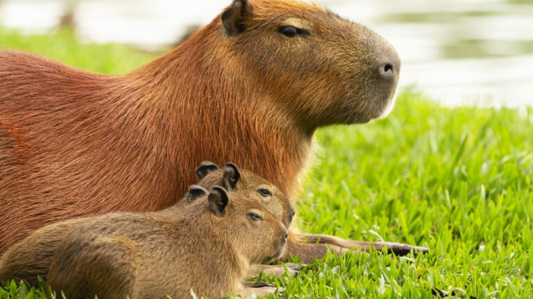 Você sabe qual é o coletivo de capivara? - Super Rádio Tupi