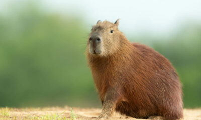 Como se fala o coletivo de capivaras?