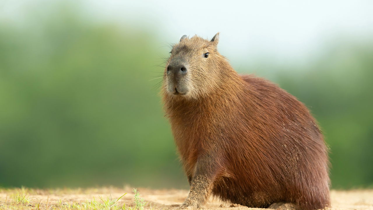 Como se fala o coletivo de capivaras?