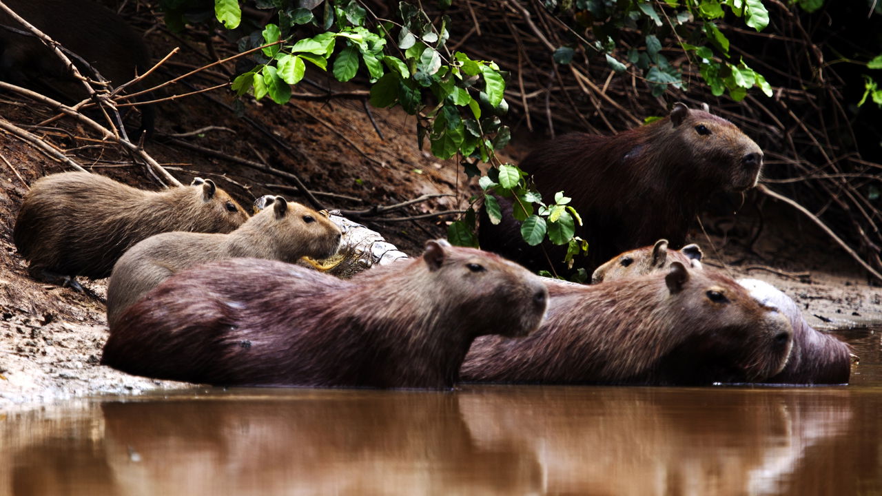Existe um coletivo para "capivara"?