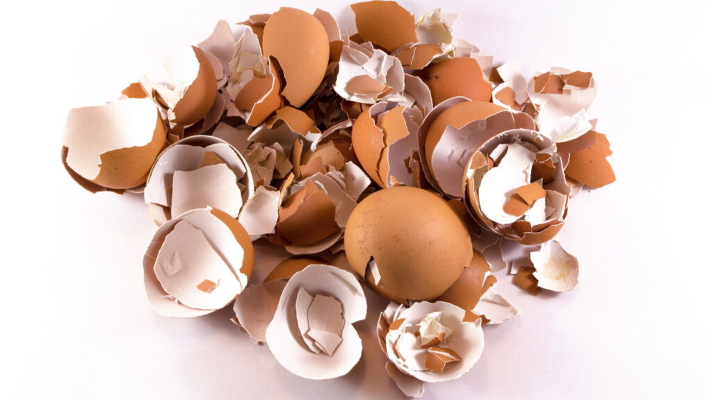 Transformar cascas de ovo em fertilizante natural é uma prática sustentável e altamente benéfica para o solo do seu jardim