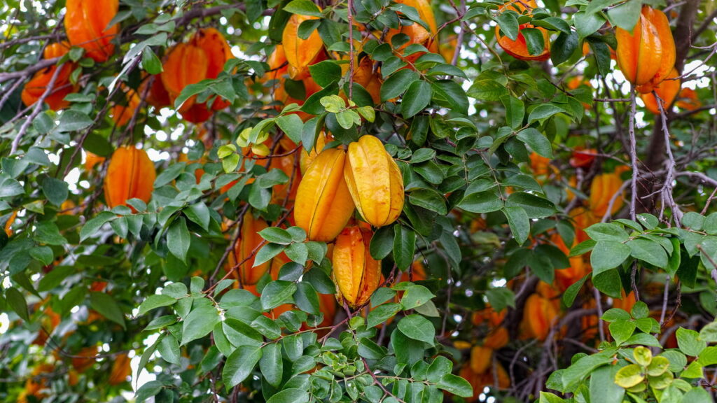 A carambola é uma fruta tropical apreciada pelo seu sabor adocicado e formato inconfundível em estrela. Cultivar carambola pode ser simples e prazeroso