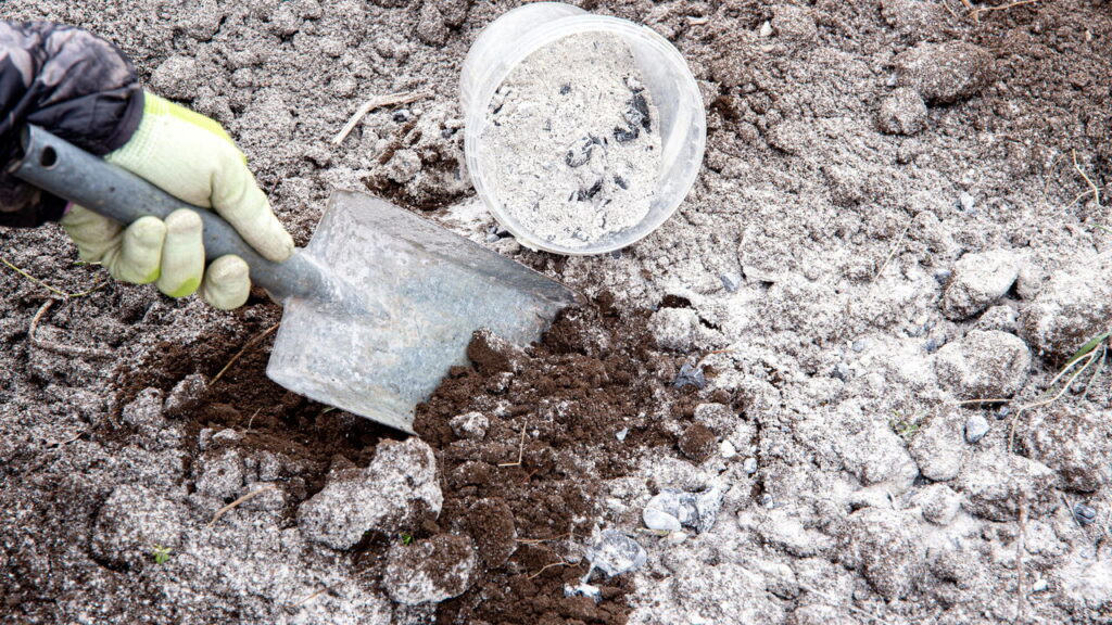 Esse truque vai adoçar as frutas das suas árvores