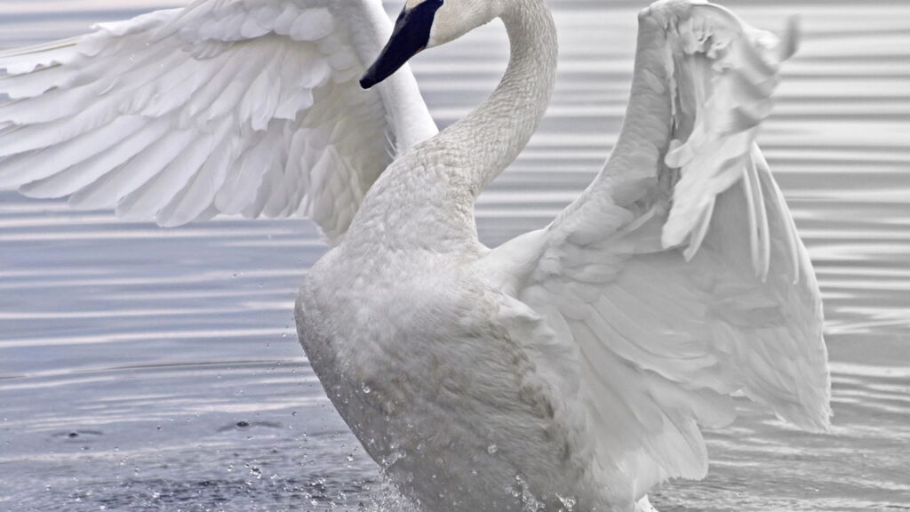Animais que vc nunca pensou que fossem perigosos