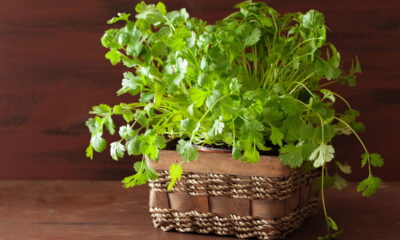 Aprenda a plantar coentro em vaso sem dificuldades