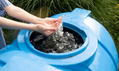 Regar plantas com água da chuva armazenada pode trazer inúmeros benefícios ao jardim. Aproveitar esse recurso natural não só melhora a saúde das plantas