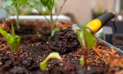 Criar adubo rico a partir de folhas secas é uma maneira eficaz e sustentável de enriquecer o solo do seu jardim