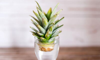 Ter um abacaxi fresco ao alcance das mãos é um verdadeiro privilégio, além de ser uma excelente forma de tornar o seu ambiente mais verde e produtivo