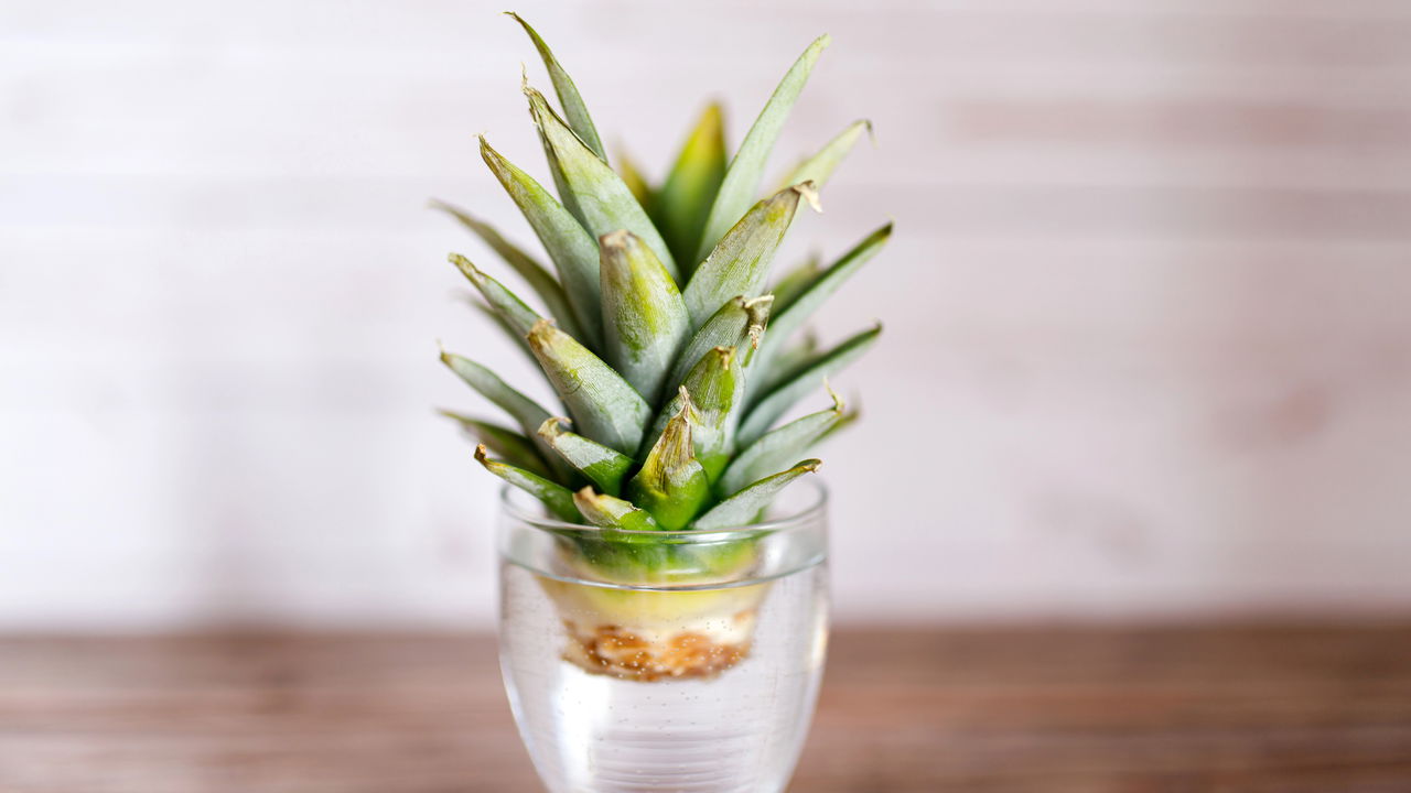 Ter um abacaxi fresco ao alcance das mãos é um verdadeiro privilégio, além de ser uma excelente forma de tornar o seu ambiente mais verde e produtivo