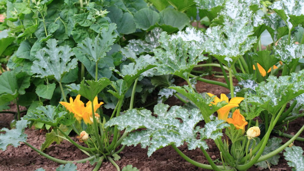 Plantar abóbora em casa pode parecer desafiador, especialmente se você não possui um grande jardim