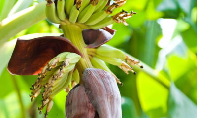 Ter um pé de banana no quintal é um encanto para muitos, porém cachos pequenos podem gerar dúvidas e preocupação