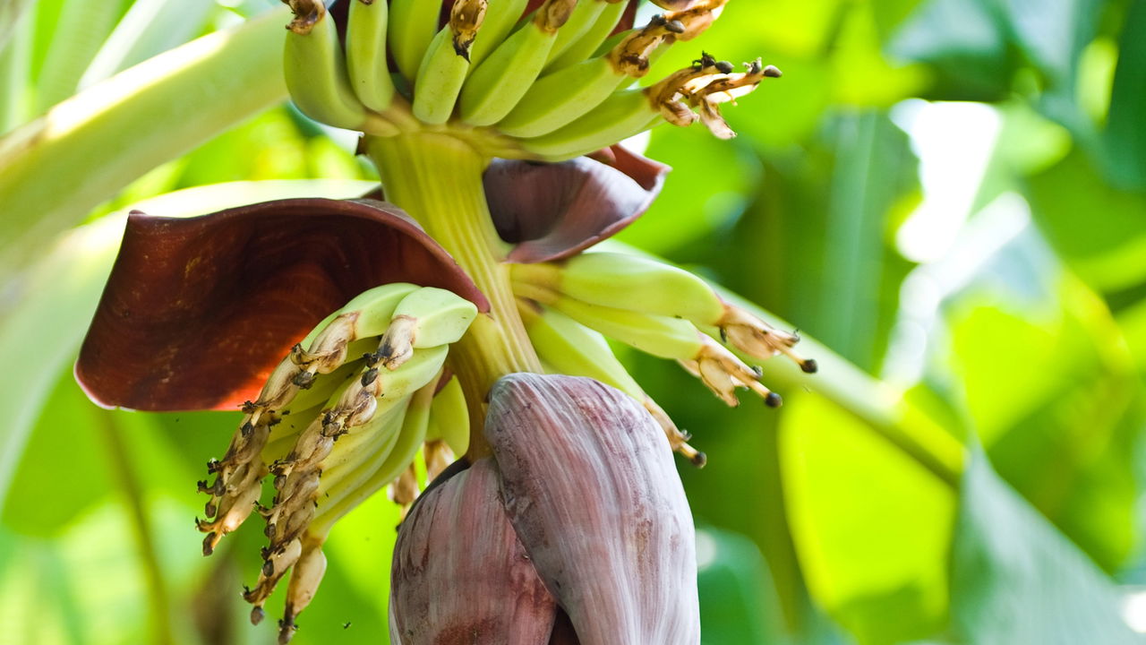 Ter um pé de banana no quintal é um encanto para muitos, porém cachos pequenos podem gerar dúvidas e preocupação