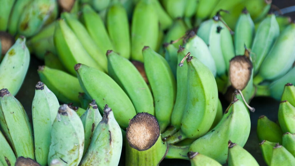 Ter um pé de banana no quintal é um encanto para muitos, porém cachos pequenos podem gerar dúvidas e preocupação