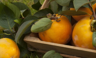 A perda repentina de folhas em um pé de caqui é um problema que preocupa muitos jardineiros e pode indicar que algo não vai bem com a planta