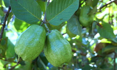 Cultivar feijoa em casa pode ser uma aventura recompensadora, oferecendo frutas frescas e ricas em nutrientes diretamente do seu quintal