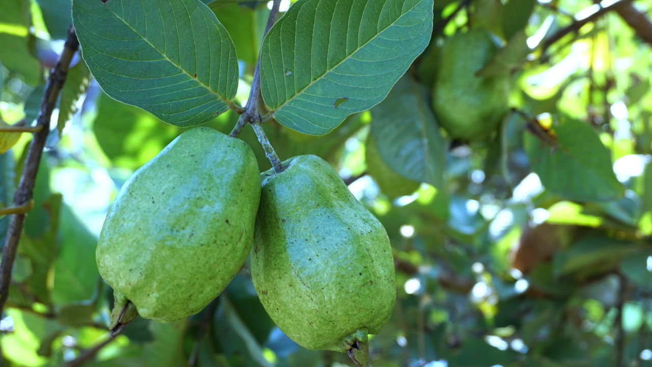 Cultivar feijoa em casa pode ser uma aventura recompensadora, oferecendo frutas frescas e ricas em nutrientes diretamente do seu quintal