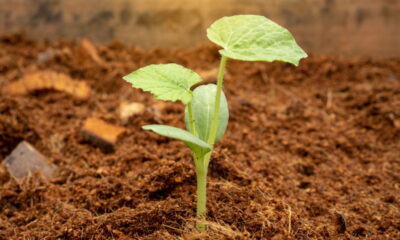 Plantar milho perto da abóbora pode parecer uma dupla improvável, mas essa combinação proporciona uma série de vantagens para quem deseja um jardim mais produtivo e sustentável
