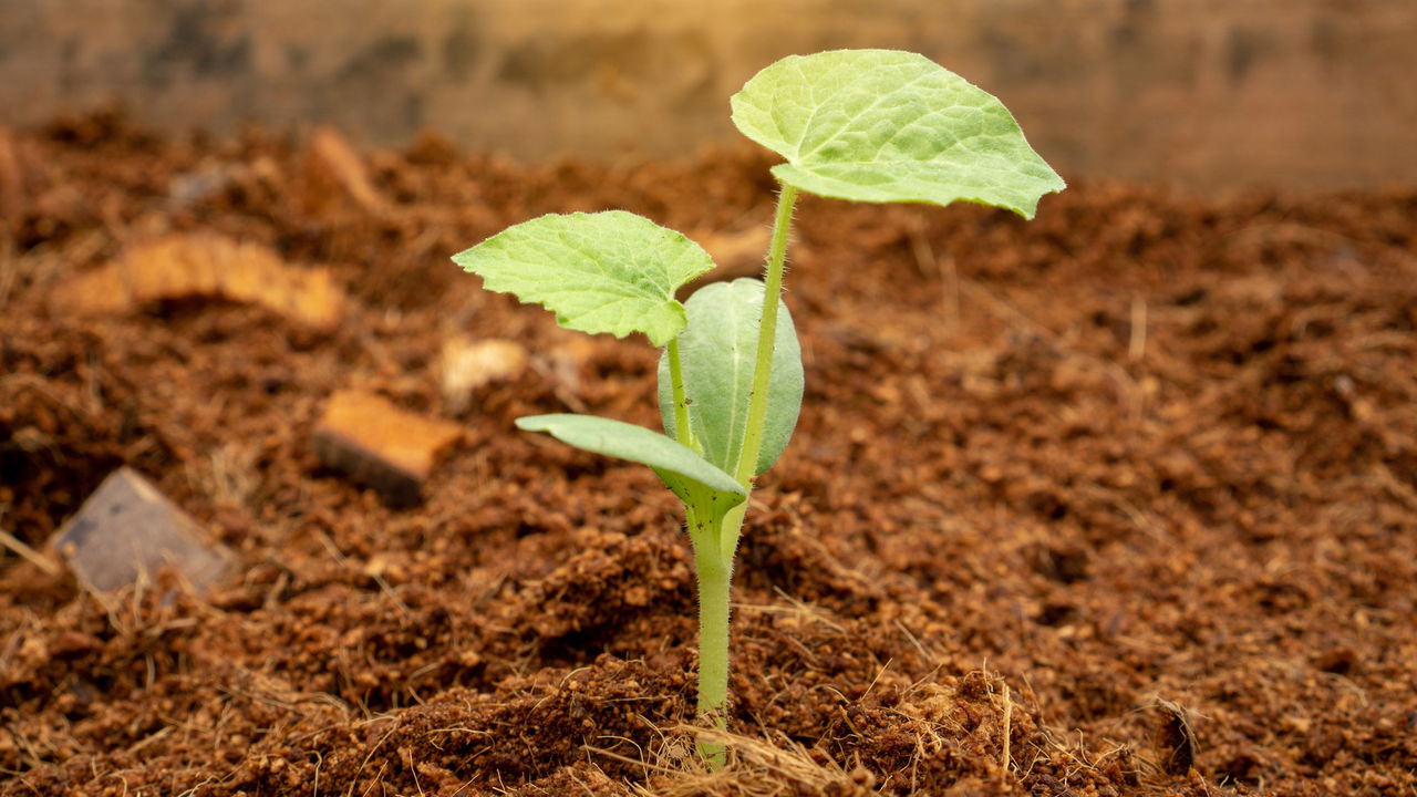 Plantar milho perto da abóbora pode parecer uma dupla improvável, mas essa combinação proporciona uma série de vantagens para quem deseja um jardim mais produtivo e sustentável