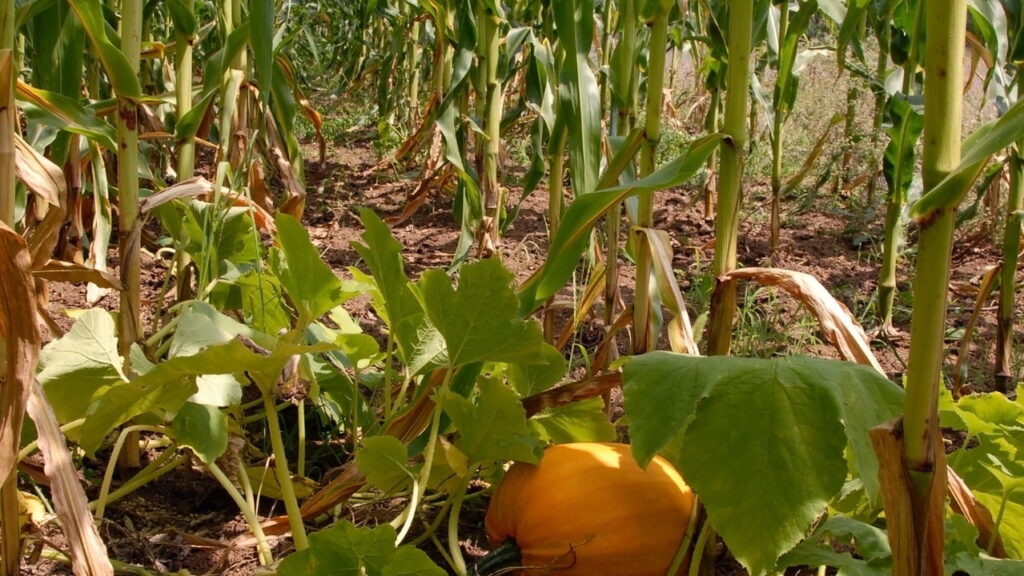 Plantar milho perto da abóbora pode parecer uma dupla improvável, mas essa combinação proporciona uma série de vantagens para quem deseja um jardim mais produtivo e sustentável