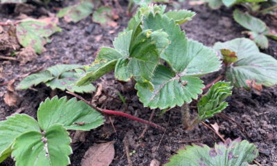 Se o seu pé de morango parou de produzir, não se preocupe: é comum enfrentar desafios no cultivo do morangueiro, mas com algumas medidas práticas é possível revitalizá-lo