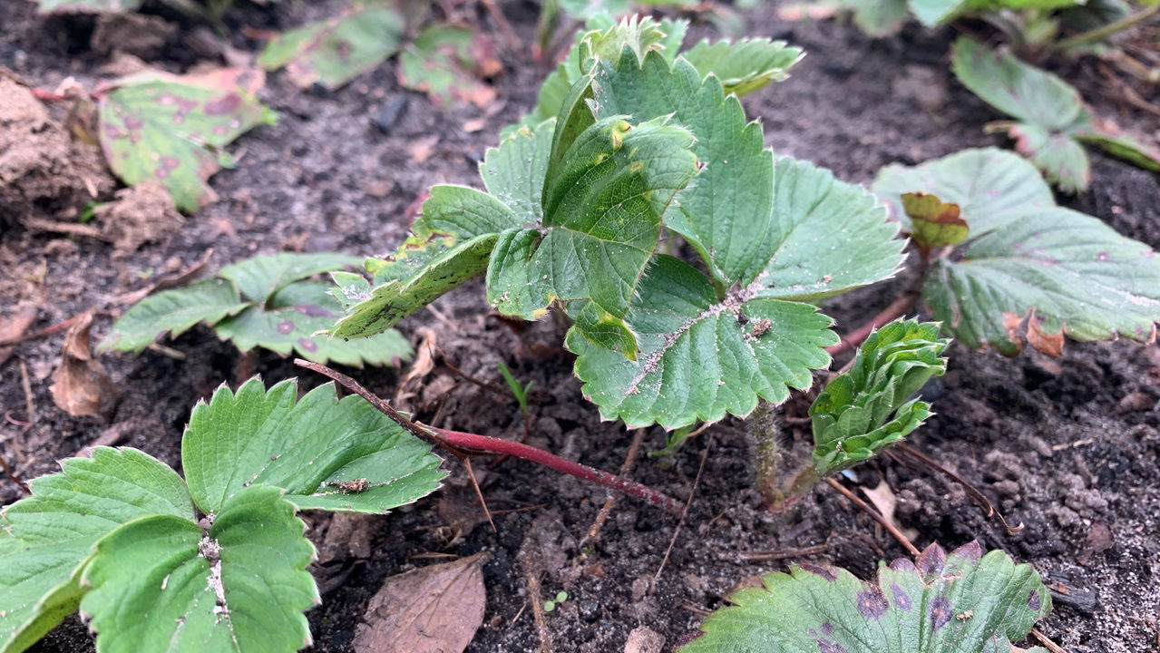Se o seu pé de morango parou de produzir, não se preocupe: é comum enfrentar desafios no cultivo do morangueiro, mas com algumas medidas práticas é possível revitalizá-lo