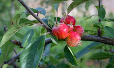 O cultivo da romã em casa é uma atividade gratificante, pois oferece frutas frescas e saudáveis diretamente do seu quintal ou varanda