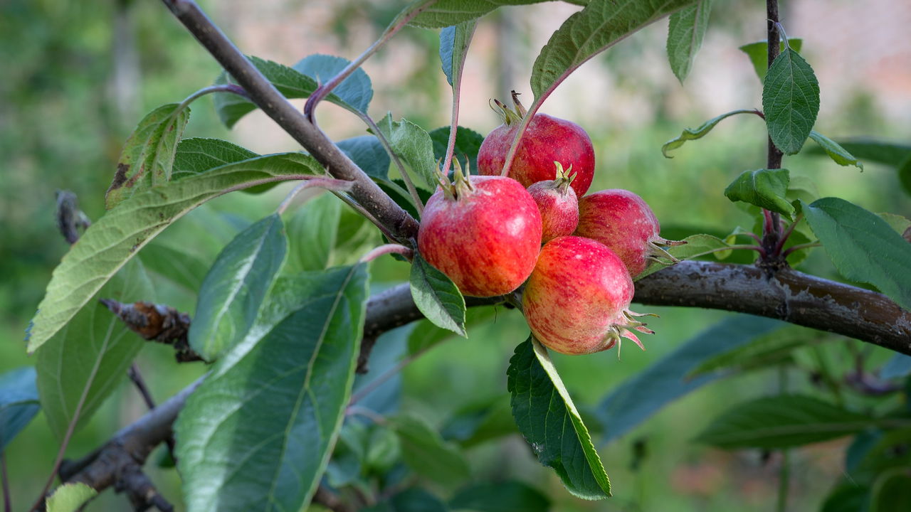 O cultivo da romã em casa é uma atividade gratificante, pois oferece frutas frescas e saudáveis diretamente do seu quintal ou varanda
