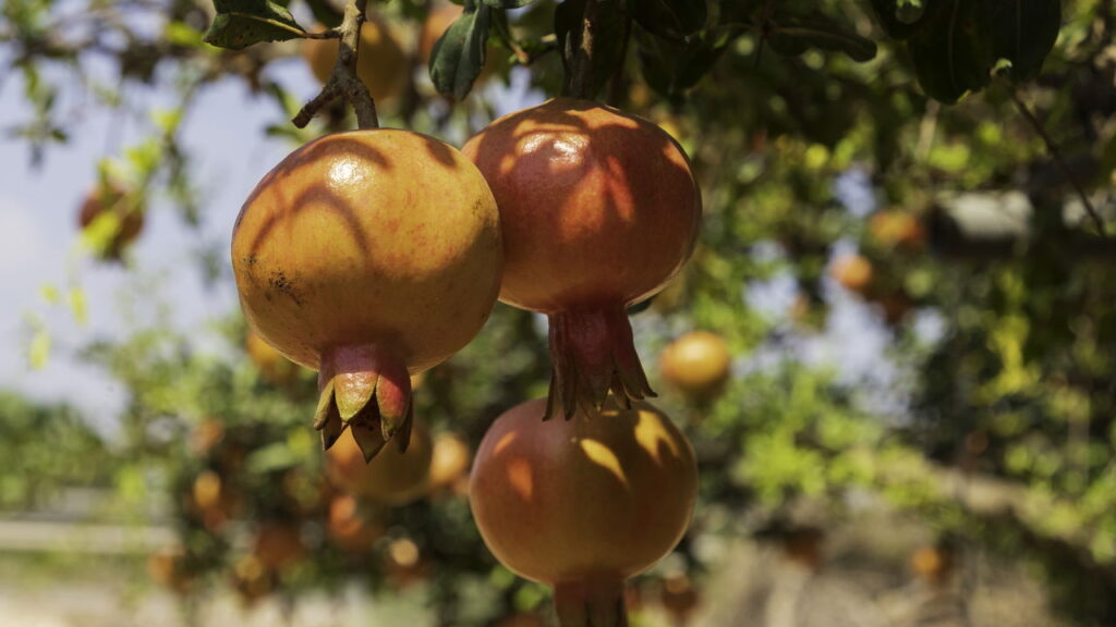 O cultivo da romã em casa é uma atividade gratificante, pois oferece frutas frescas e saudáveis diretamente do seu quintal ou varanda