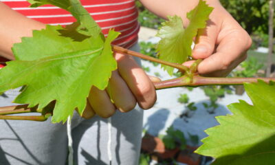 Quando um pé de uva demora a soltar cachos, pode ser sinal de que algo está afetando seu desenvolvimento