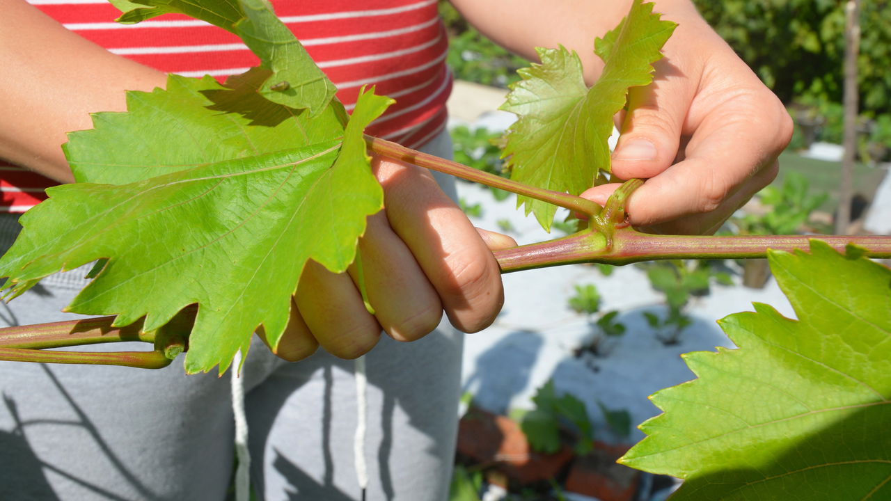 Quando um pé de uva demora a soltar cachos, pode ser sinal de que algo está afetando seu desenvolvimento