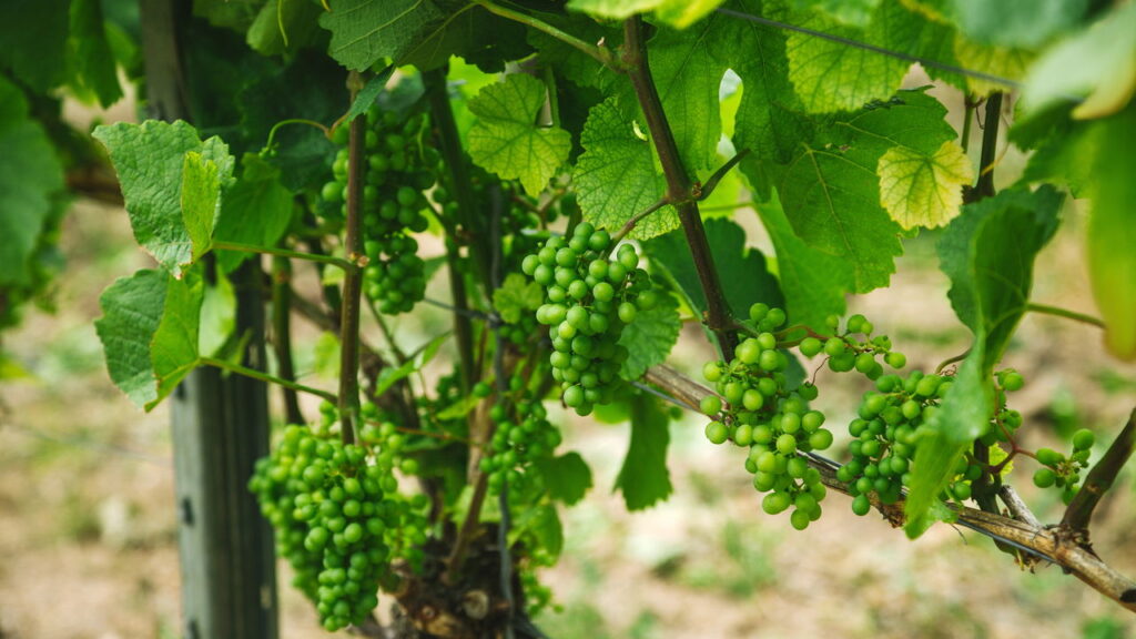 Quando um pé de uva demora a soltar cachos, pode ser sinal de que algo está afetando seu desenvolvimento