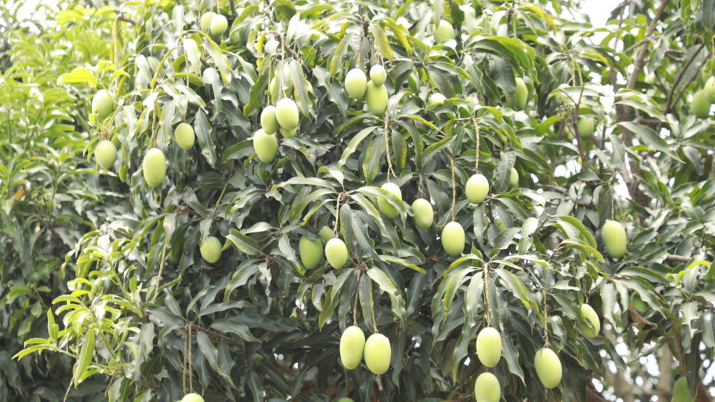 O surgimento de manchas pretas no pé de manga preocupa muitos jardineiros e agricultores, já que pode afetar não só a aparência, mas também a saúde e a produtividade da planta