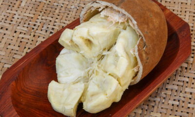 Cultivar cupuaçu em casa pode ser uma experiência muito gratificante, especialmente para quem busca frutas frescas e saborosas o ano inteiro