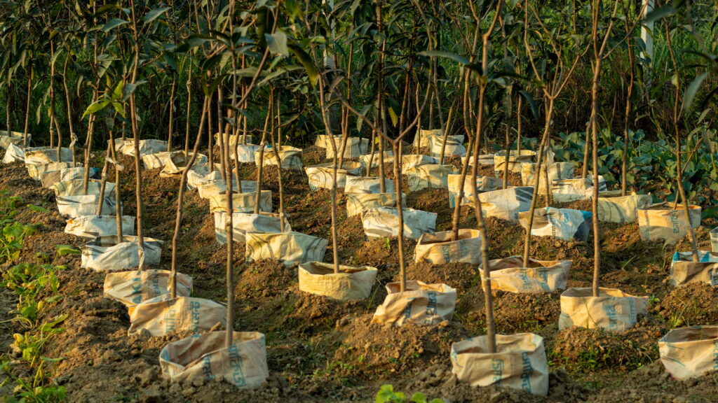 Cultivar sua própria árvore de abacate em casa é uma atividade recompensadora e pode trazer inúmeros benefícios à sua alimentação e ao meio ambiente