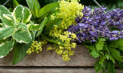 Plantas que decoram o jardim e ainda viram tempero fresco na cozinha