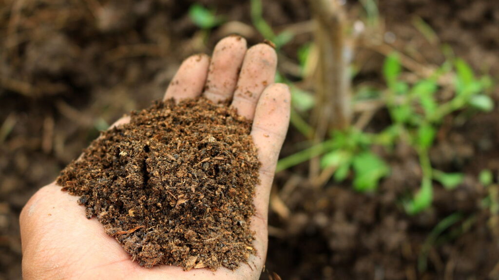 Esse truque faz a bananeira produzir mais rápido

