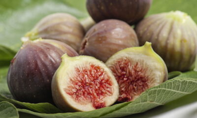 Cultivar figo em vaso é uma excelente alternativa para quem deseja desfrutar de frutas frescas em espaços limitados