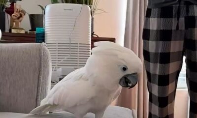 Cacatua contraria expectativas e “faz amizade” com cachorro