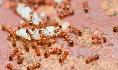 As formigas são visitantes indesejados que podem invadir sua cozinha em busca de alimentos, causando desconforto e sujeira