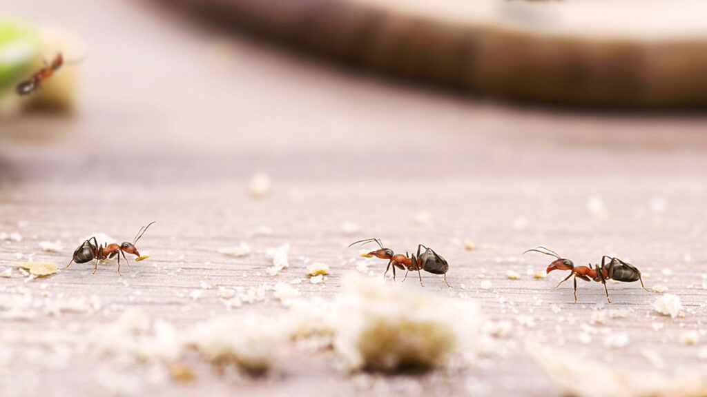 As formigas são visitantes indesejados que podem invadir sua cozinha em busca de alimentos, causando desconforto e sujeira