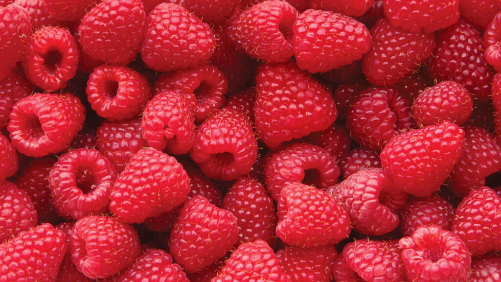 O cultivo de framboesa em casa é não apenas uma experiência gratificante, mas também uma forma de ter sempre frutas frescas, orgânicas e saborosas à disposição