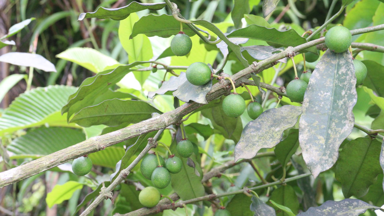 O bacupari, fruta tropical de sabor suave e marcante, está ganhando espaço nas hortas domésticas graças ao seu valor nutritivo e versatilidade culinária